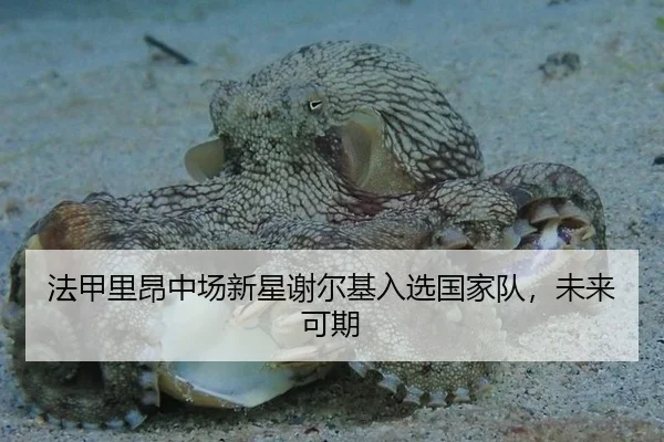法甲里昂中场新星谢尔基入选国家队，未来可期